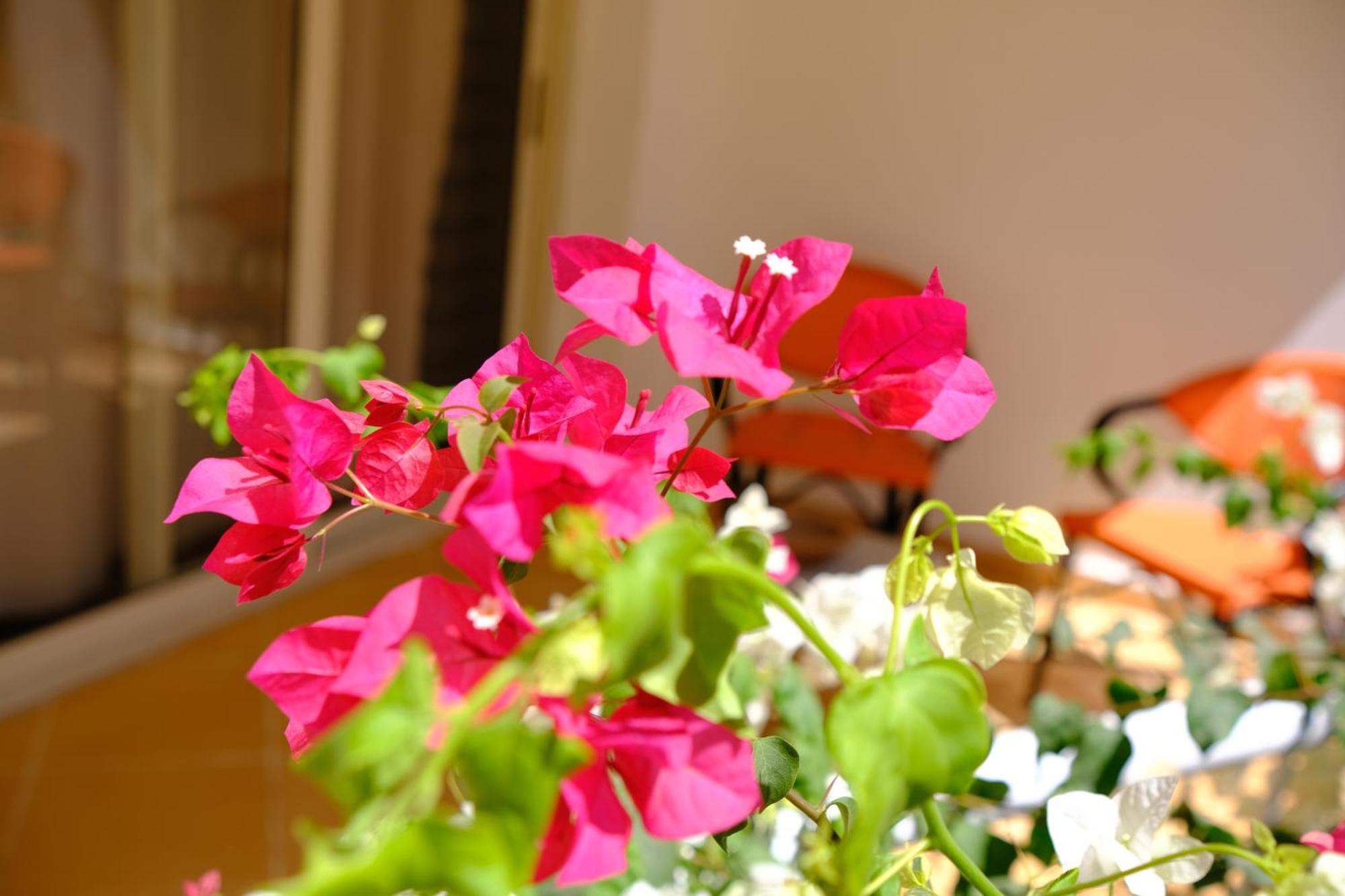 Viking Club Hotel Sharm el-Sheikh Eksteriør billede